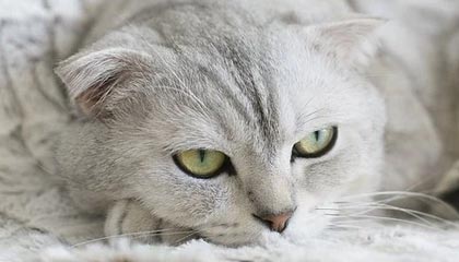 开云平台-中国跳水队首次包揽全部金牌，中国跳水队首次包揽全部金牌的是谁