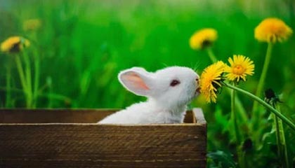 kaiyun开云·官方网站-法国男篮在奥运热身赛中取得连胜，法国男篮在奥运热身赛中取得连胜次数