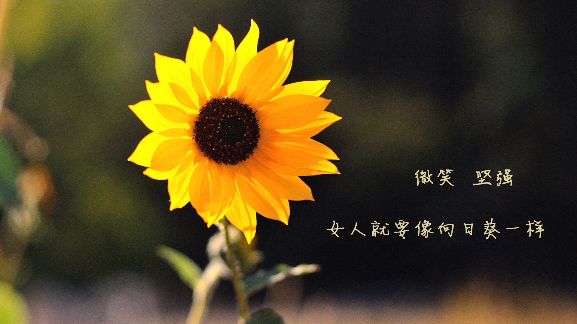 五大联赛是否更依赖快速推进转移破解紧凑阵型，五大联赛转会窗口什么时候关闭